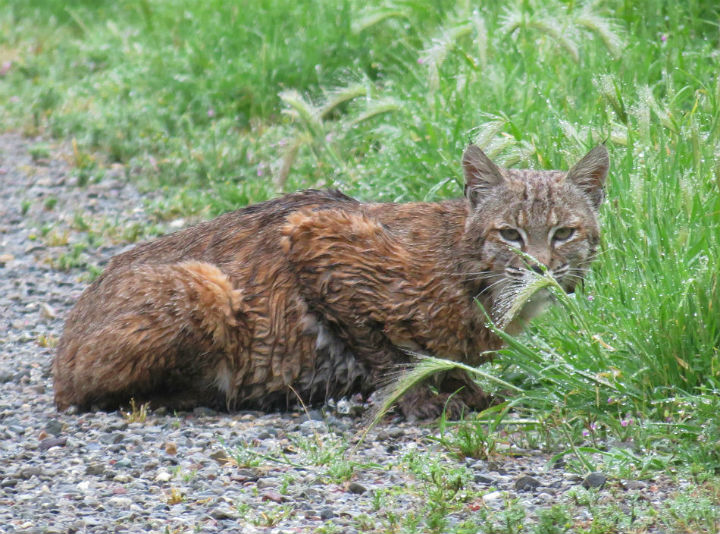 Bobcat